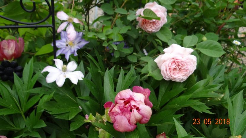  - De-ale lui Florar