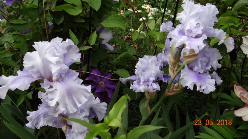  - De-ale lui Florar