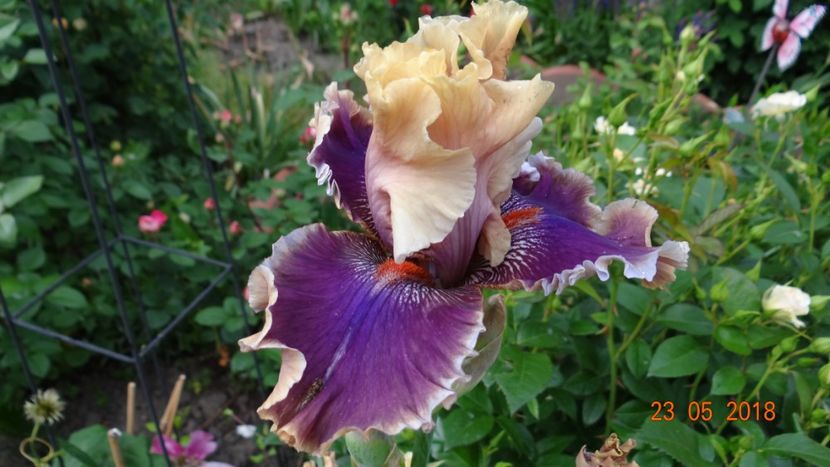 Smoke and Thunder - De-ale lui Florar