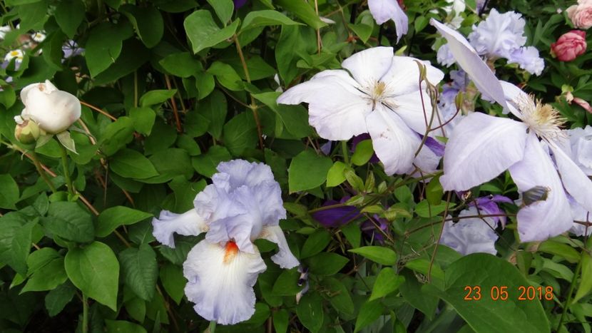 Grecian Sky - De-ale lui Florar