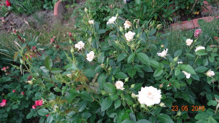 Nadine - De-ale lui Florar
