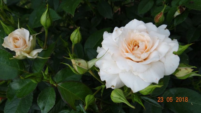 - De-ale lui Florar