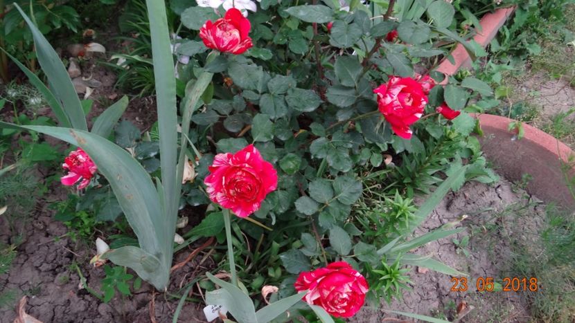 Belle d-Espinouse - De-ale lui Florar