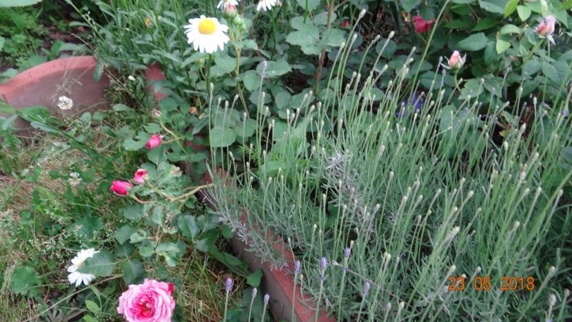  - De-ale lui Florar