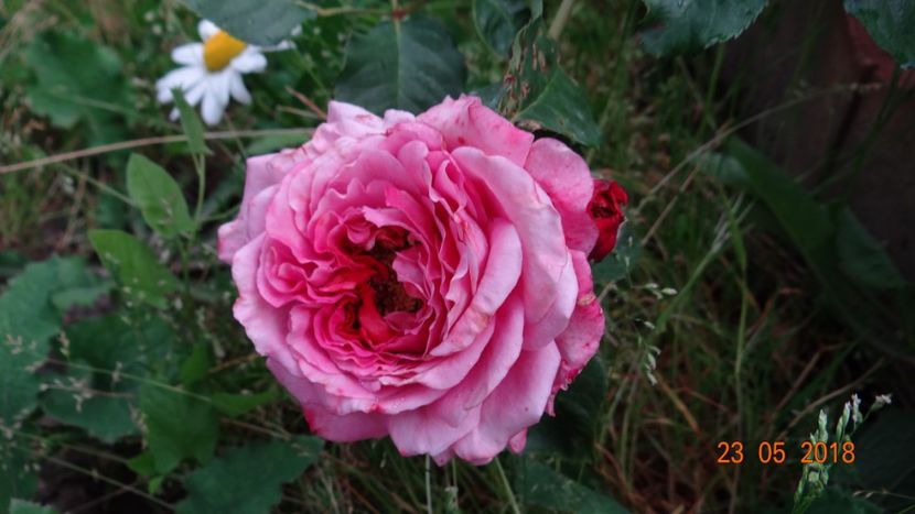  - De-ale lui Florar