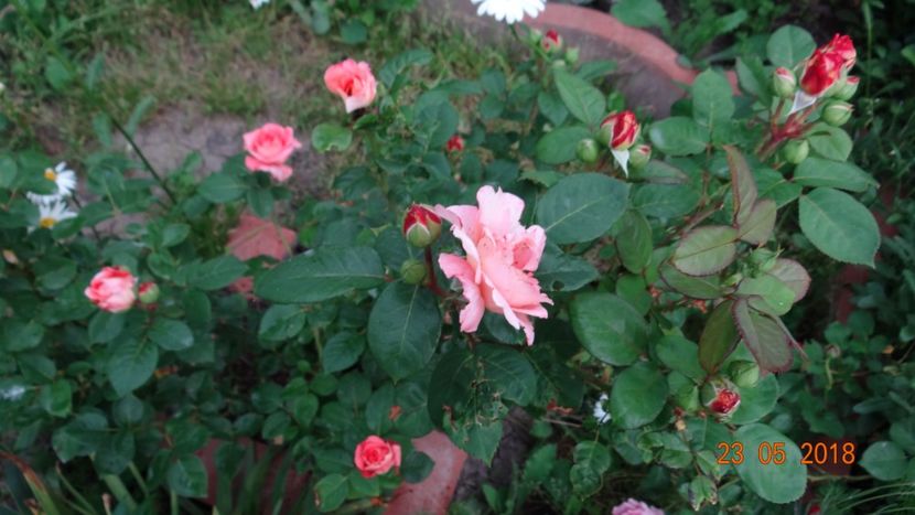  - De-ale lui Florar