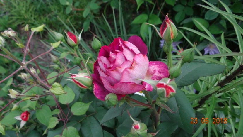  - De-ale lui Florar