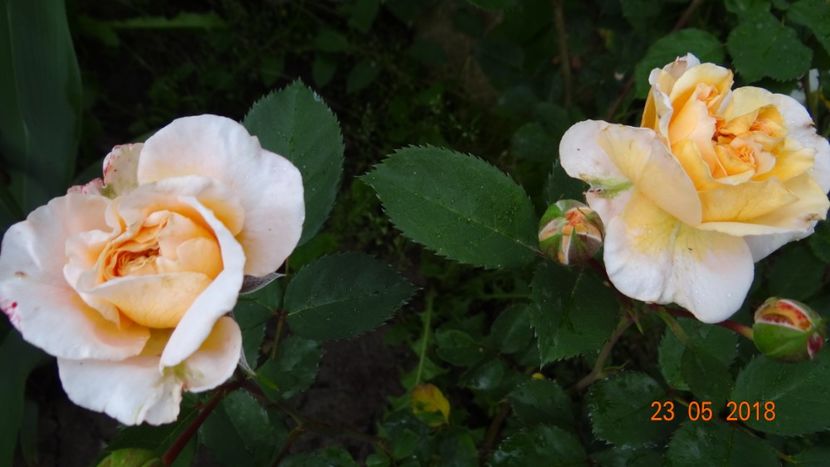  - De-ale lui Florar