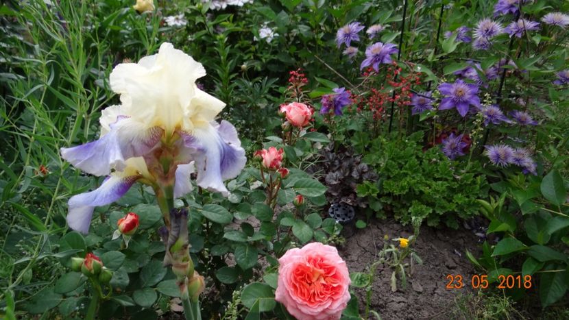  - De-ale lui Florar