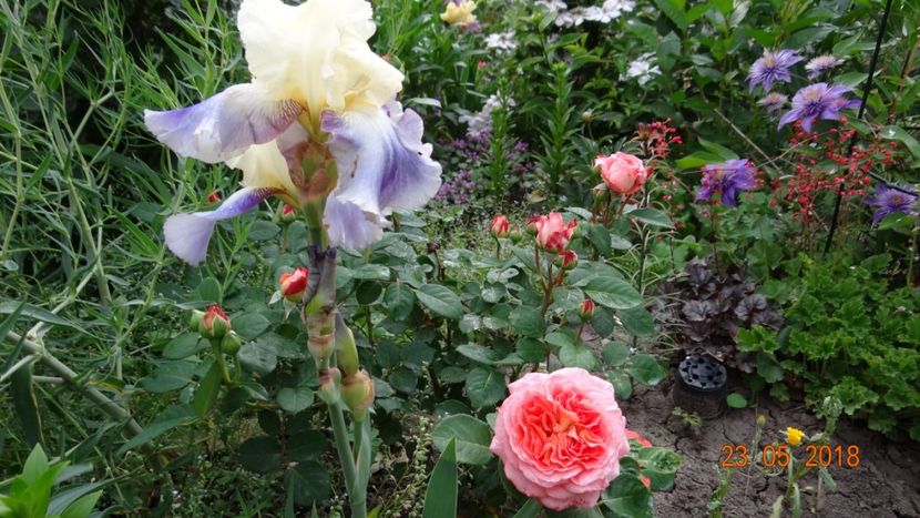  - De-ale lui Florar