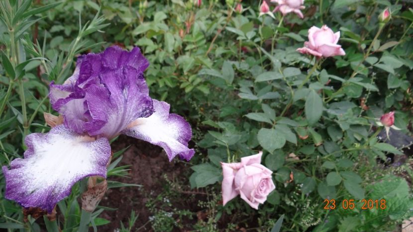  - De-ale lui Florar