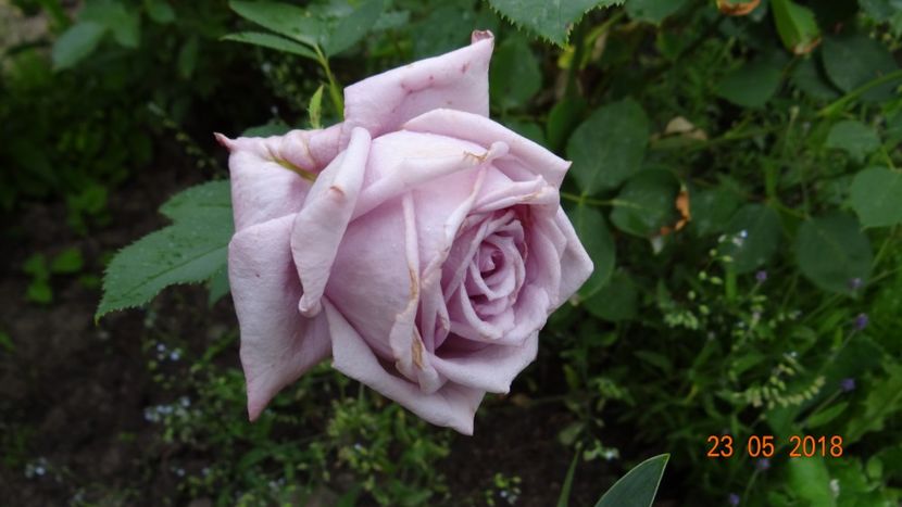 Mamy Blue - De-ale lui Florar