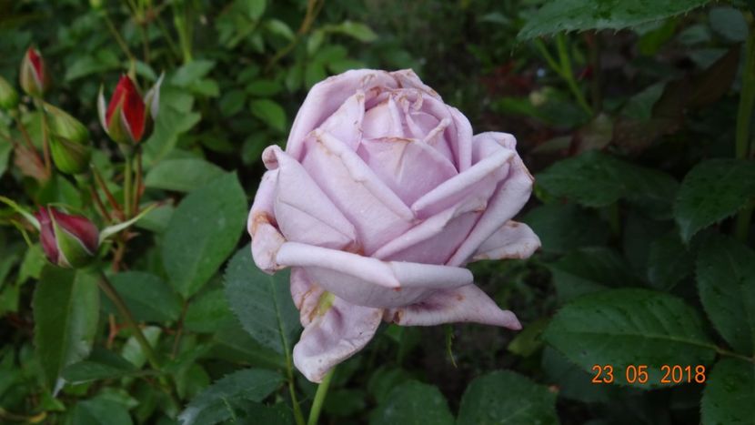  - De-ale lui Florar
