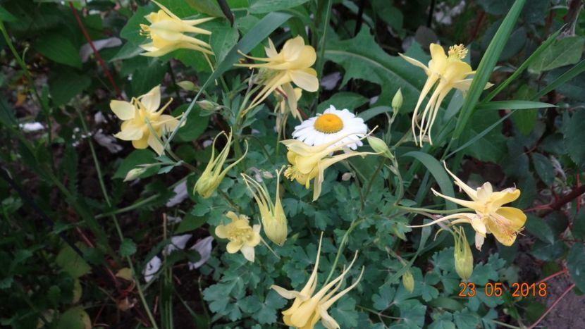 - De-ale lui Florar