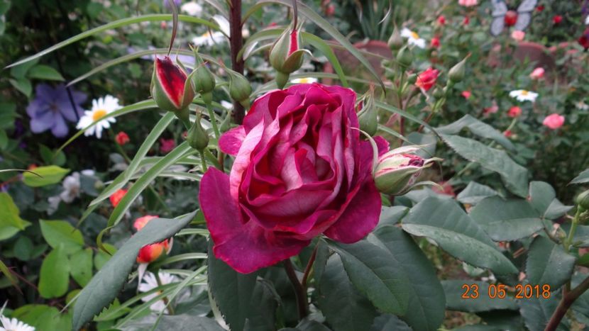 Diabless - De-ale lui Florar