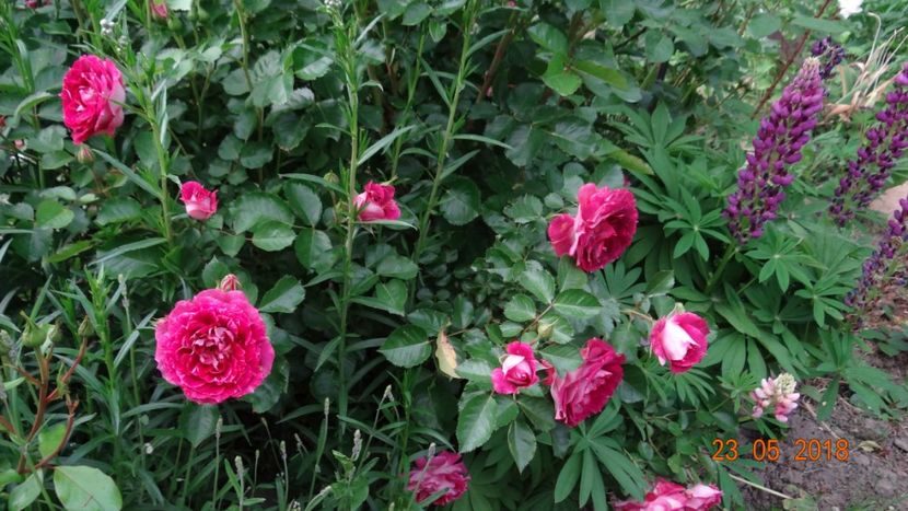 Let-s Celebrate - De-ale lui Florar