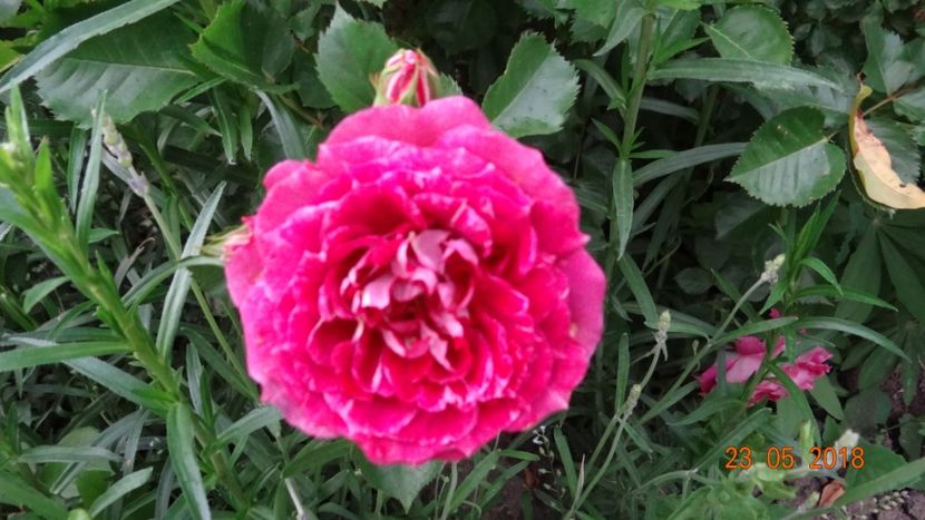  - De-ale lui Florar