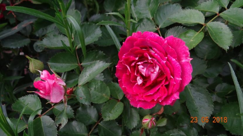  - De-ale lui Florar