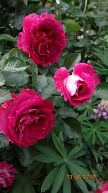  - De-ale lui Florar