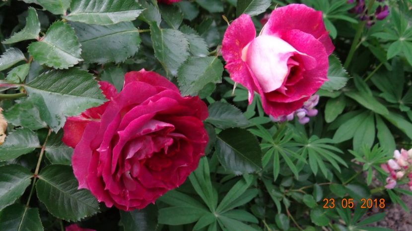  - De-ale lui Florar