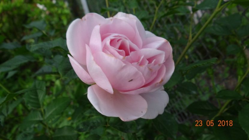 Natasha Richardson - De-ale lui Florar