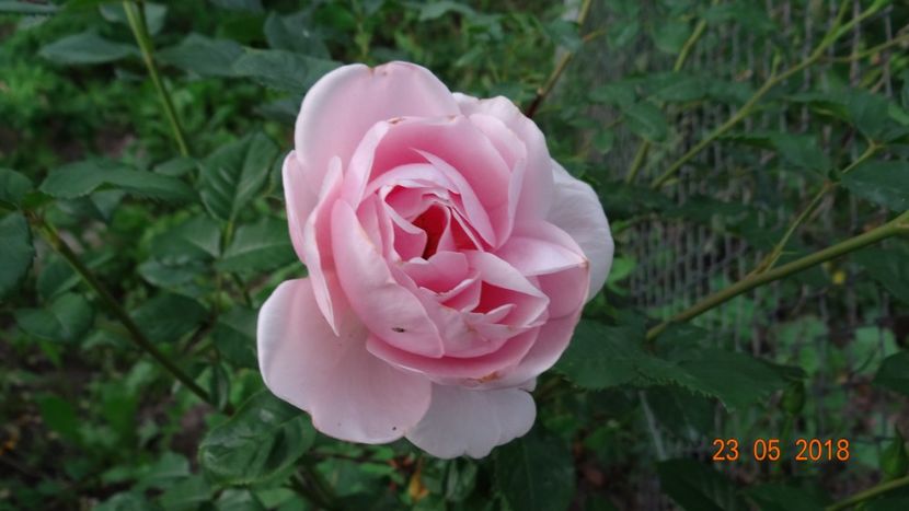  - De-ale lui Florar