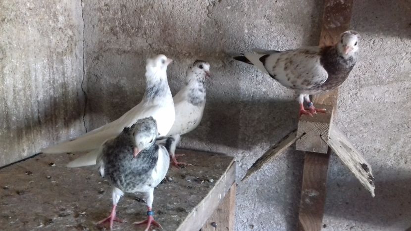  - 2018 jucatori de Amara