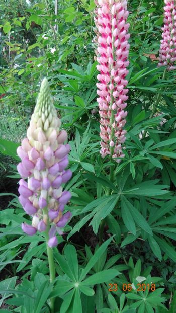  - De-ale lui Florar