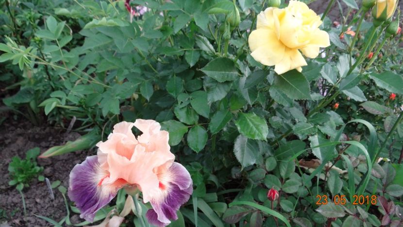  - De-ale lui Florar