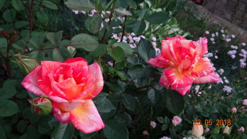  - De-ale lui Florar