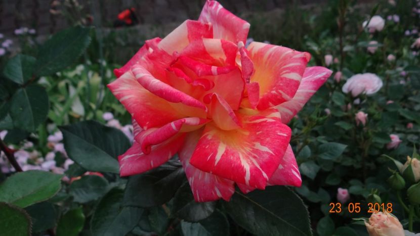Harry Wheatcroft - De-ale lui Florar
