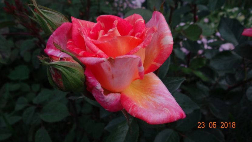  - De-ale lui Florar