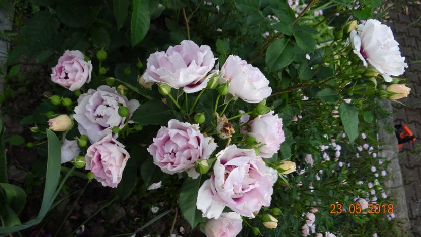  - De-ale lui Florar
