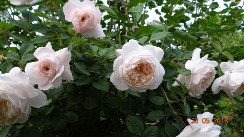 Crocus Rose - De-ale lui Florar