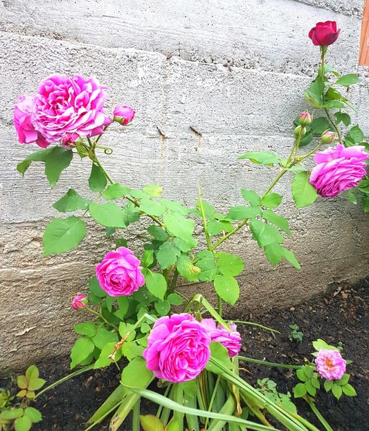  - Luat ca si Rose de Rescht