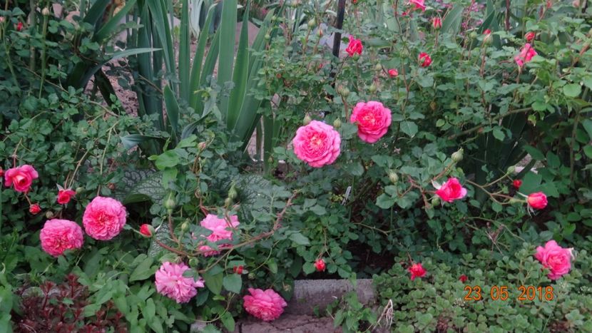 Cristopher Marlowe - De-ale lui Florar
