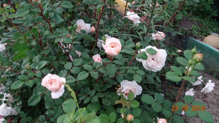  - De-ale lui Florar