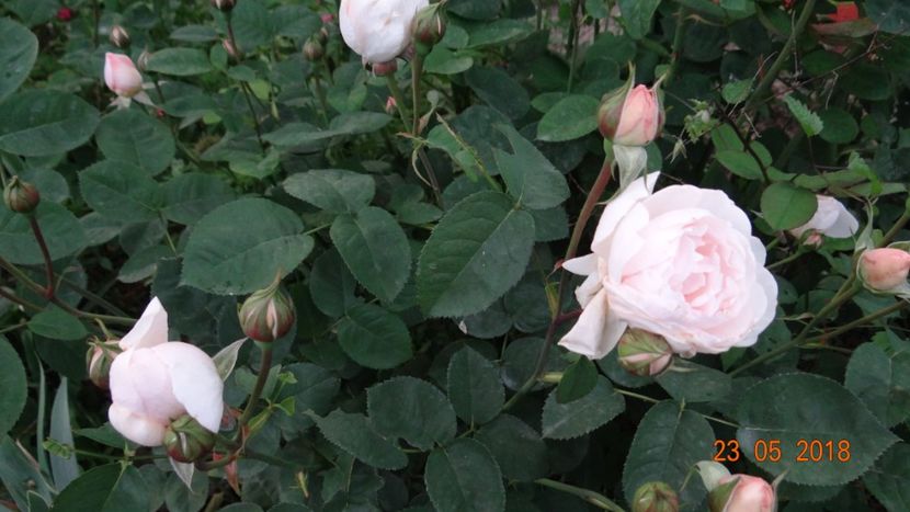  - De-ale lui Florar
