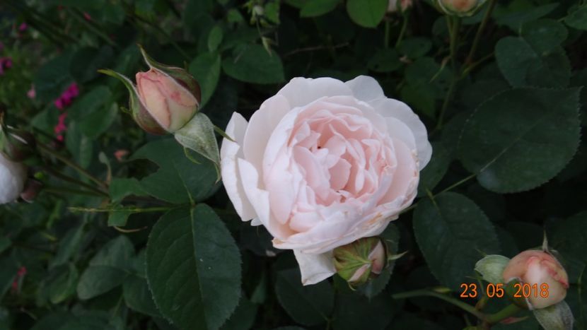 - De-ale lui Florar
