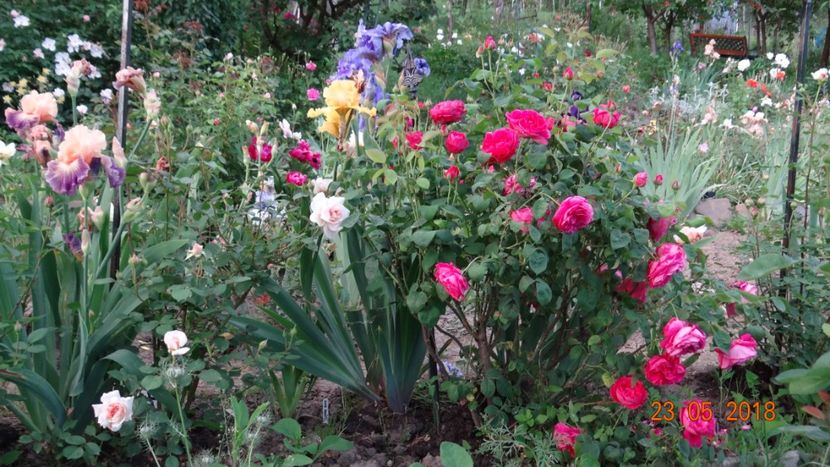  - De-ale lui Florar