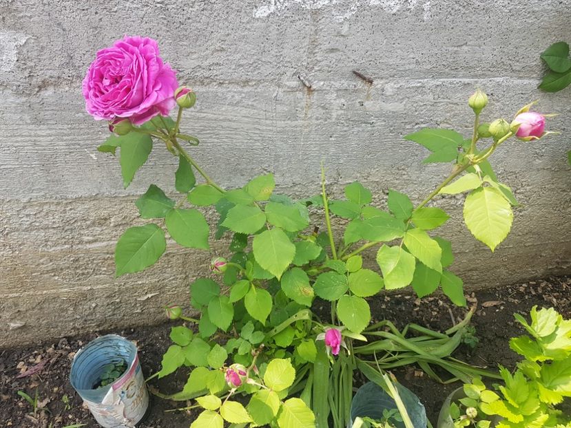  - Luat ca si Rose de Rescht