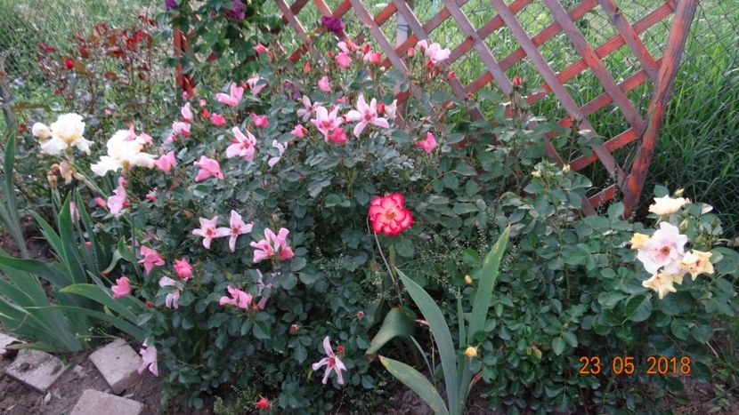  - De-ale lui Florar