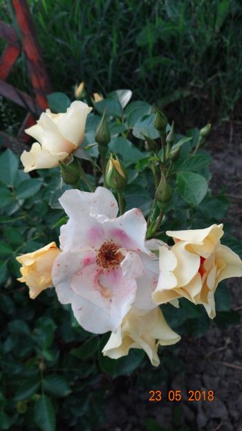 Eye of the Tiger - De-ale lui Florar