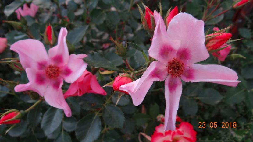  - De-ale lui Florar