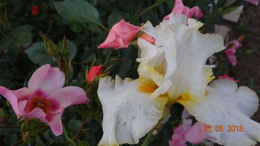 - De-ale lui Florar