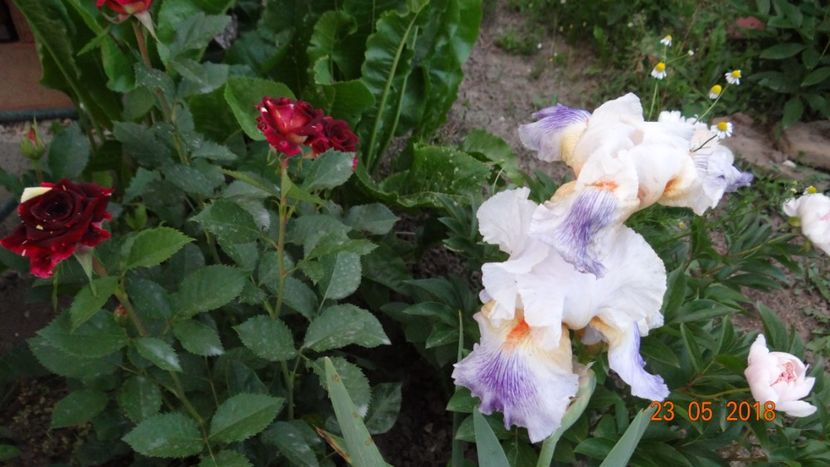  - De-ale lui Florar