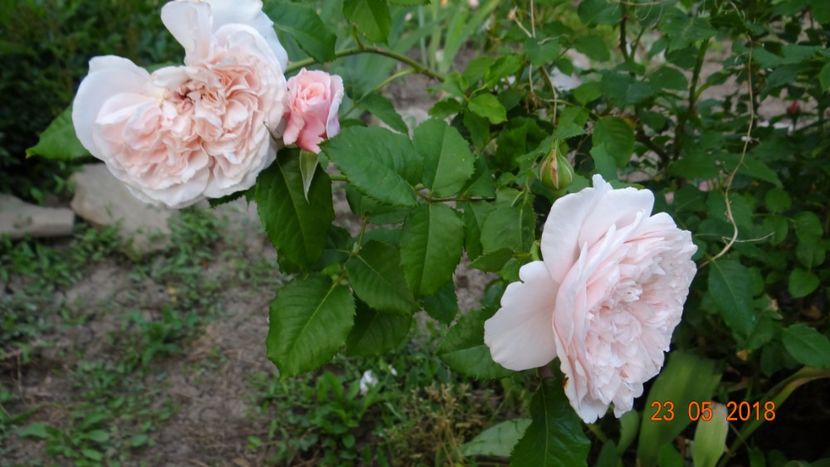  - De-ale lui Florar