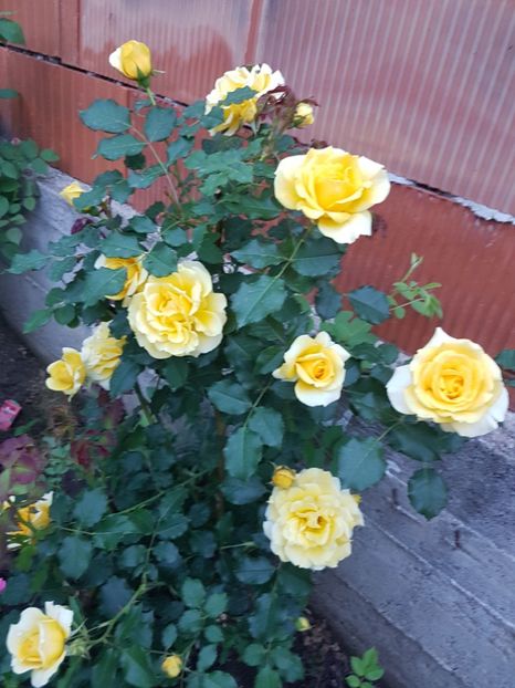  - Rimosa urcator