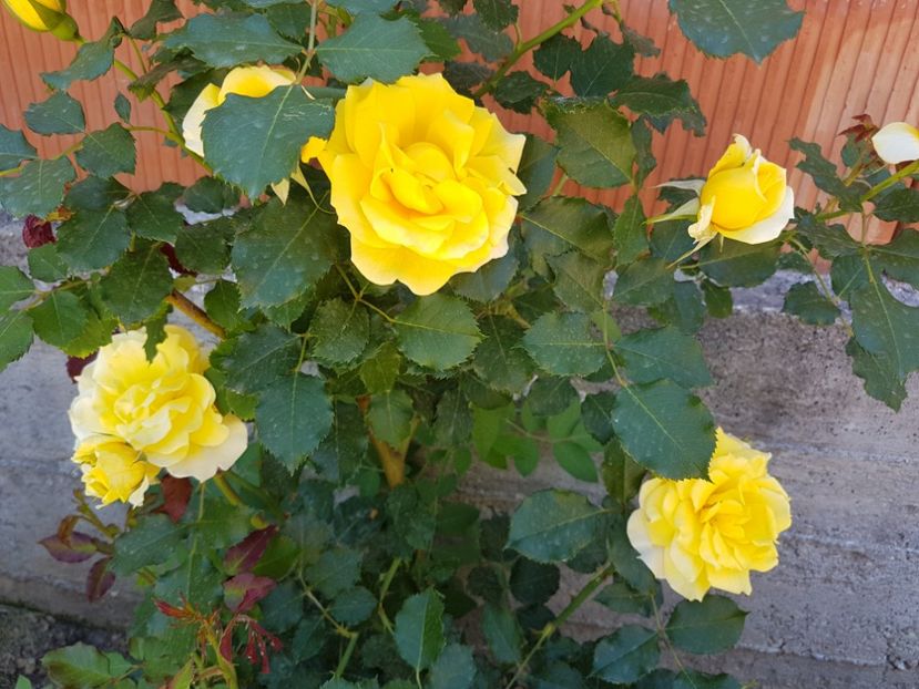  - Rimosa urcator