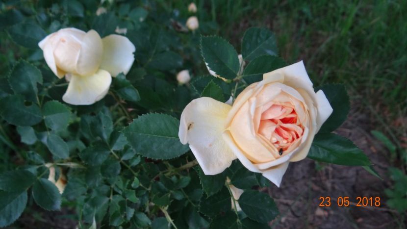 Soleil d-Or - Inceput de vara